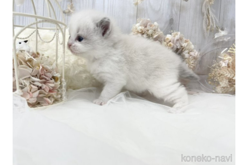 成約済の大阪府のラグドール-48163の10枚目